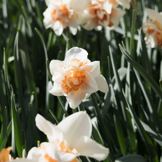 Narcis 'Replete' (10 stuks) BIO