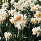 Narcis 'Replete' (10 stuks) BIO