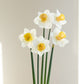 Narcis 'Salomé' (10 stuks)