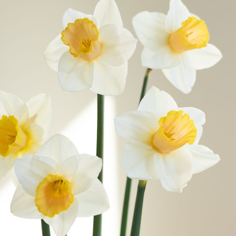 Narcis 'Salomé' (10 stuks)