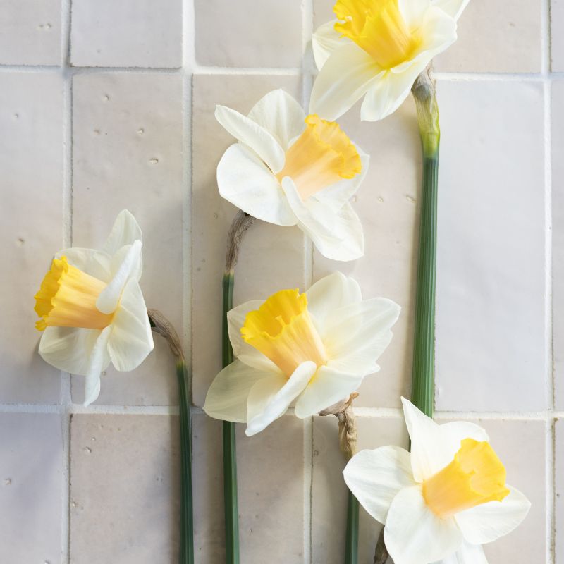 Narcis 'Salomé' (10 stuks)