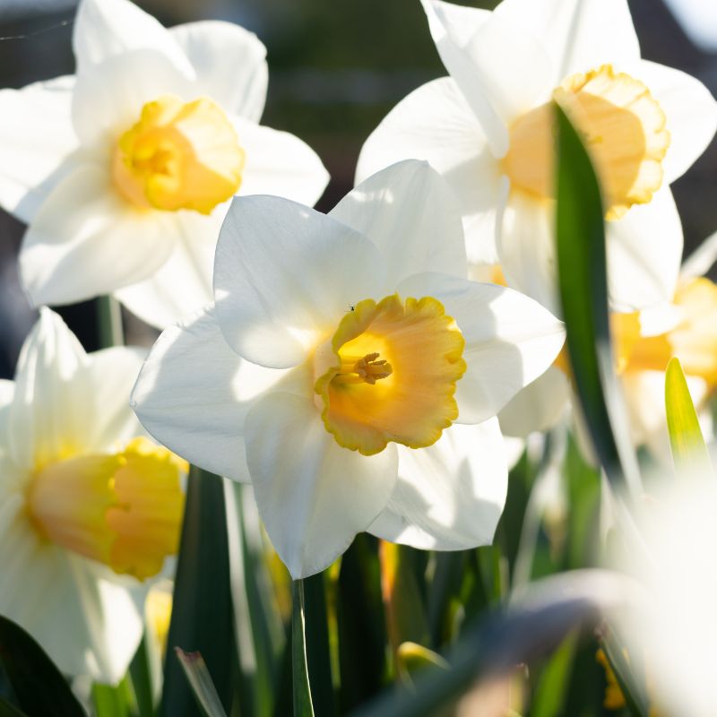 Narcis 'Salomé' (10 stuks)