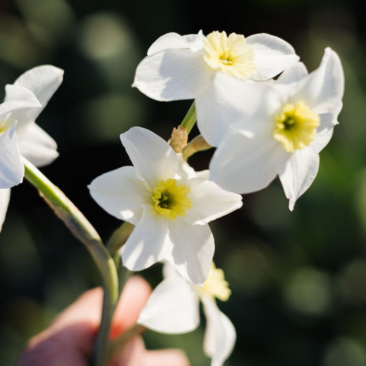 Narcis 'Segovia' (10 stuks)