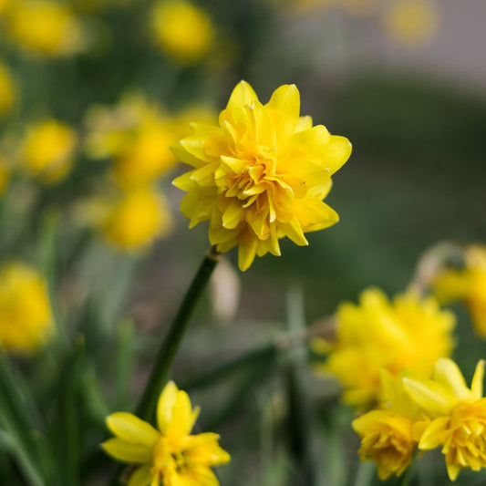 Narcis 'Tête Rosette' (10 stuks) BIO
