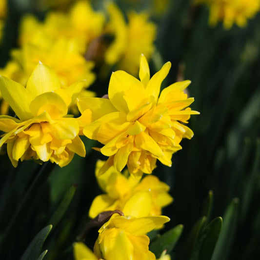 Narcis 'Tête Rosette' (10 stuks) BIO
