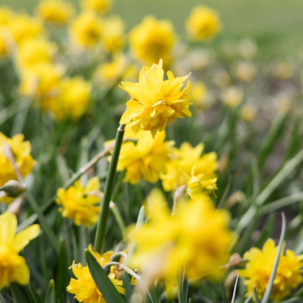Narcis 'Tête Rosette' (10 stuks) BIO