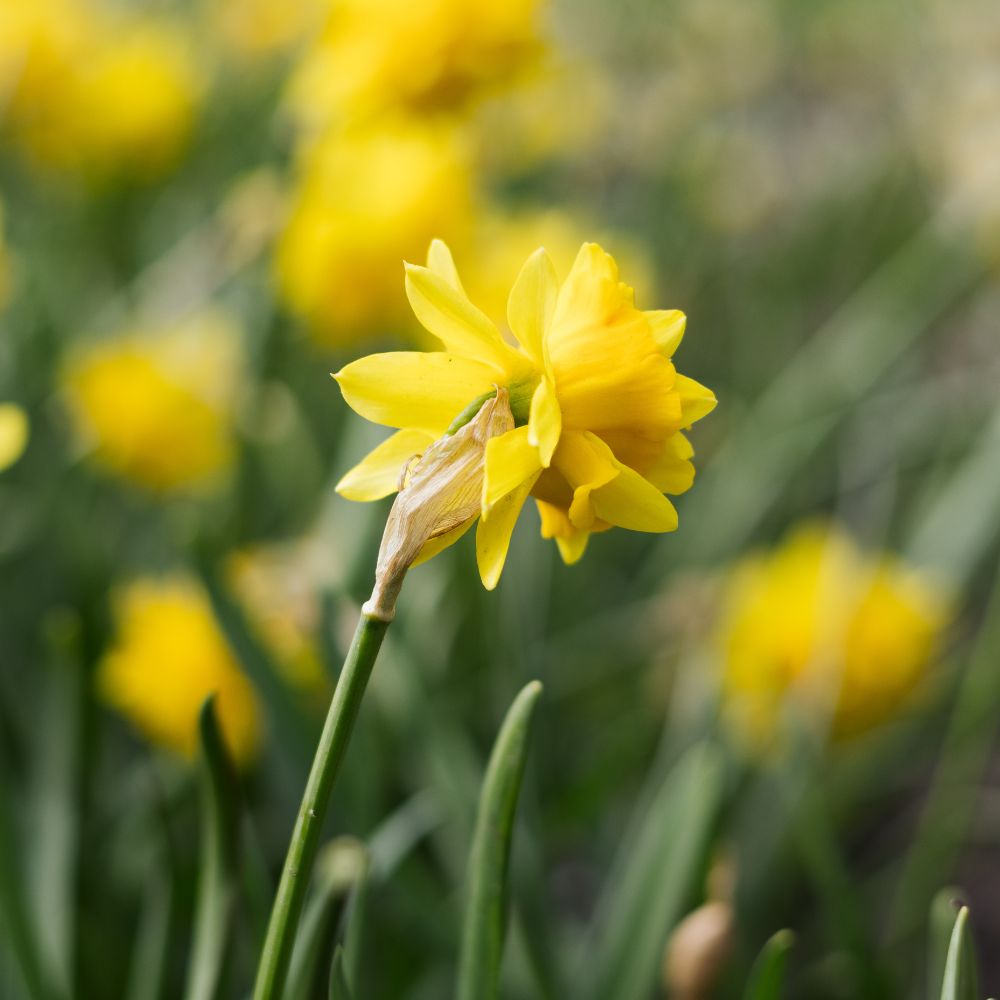 Narcis 'Tête Rosette' (10 stuks) BIO