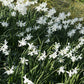 Narcis 'Thalia' (10 stuks) BIO