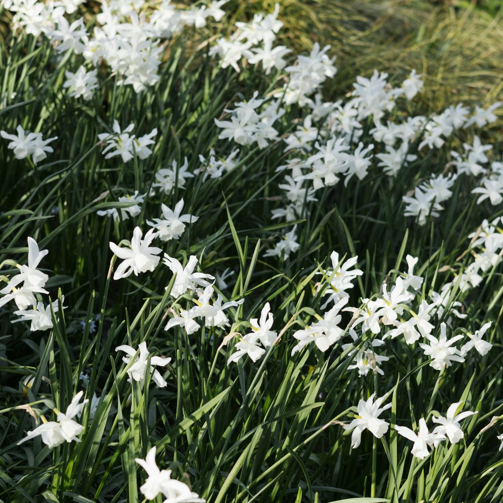 Narcis 'Thalia' (10 stuks) BIO