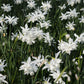 Narcis 'Thalia' (10 stuks) BIO