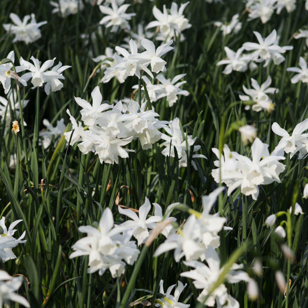 Narcis 'Thalia' (10 stuks) BIO