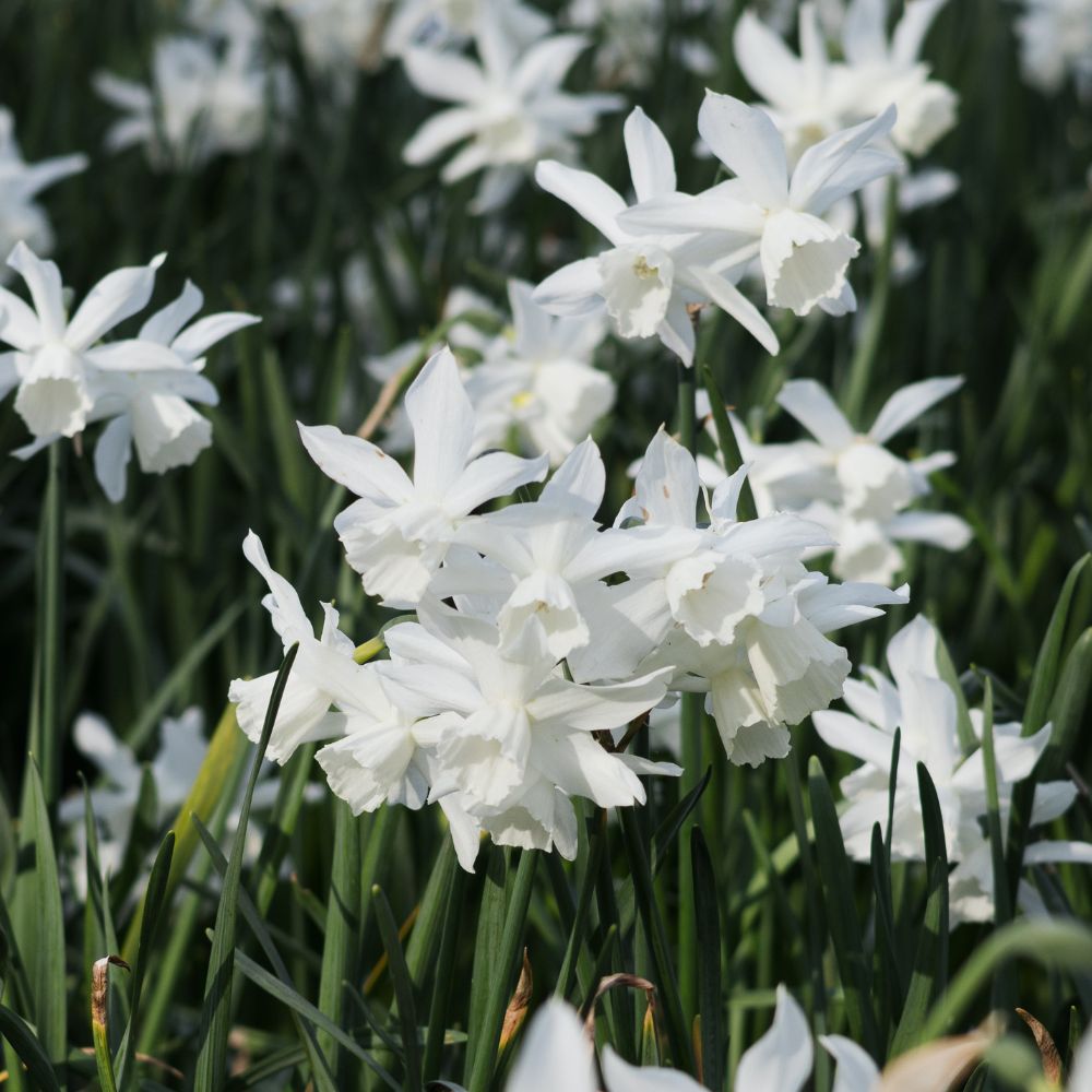 Narcis 'Thalia' (10 stuks) BIO