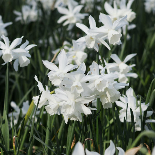 Narcis 'Thalia' (10 stuks) BIO