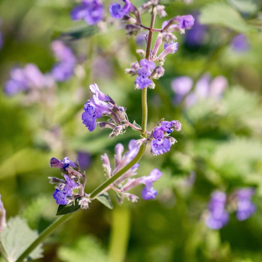 Nepeta grandiflora 'Wild Cat' (kattenkruid) BIO