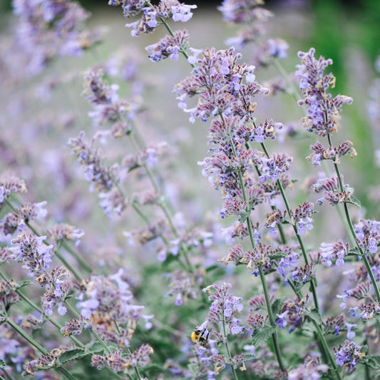 Nepeta faassenii 'Six Hills Giant' (kattenkruid) BIO