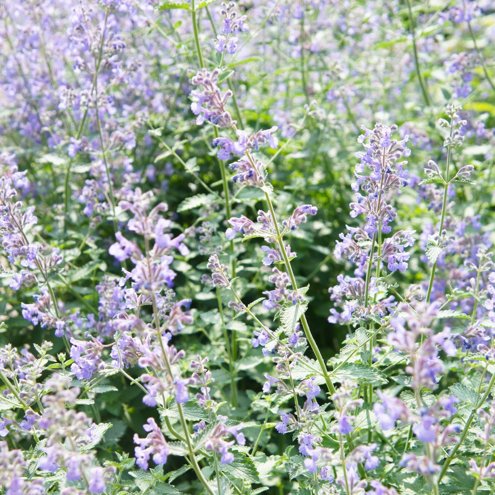 Nepeta faassenii 'Walker's Low' (kattenkruid)