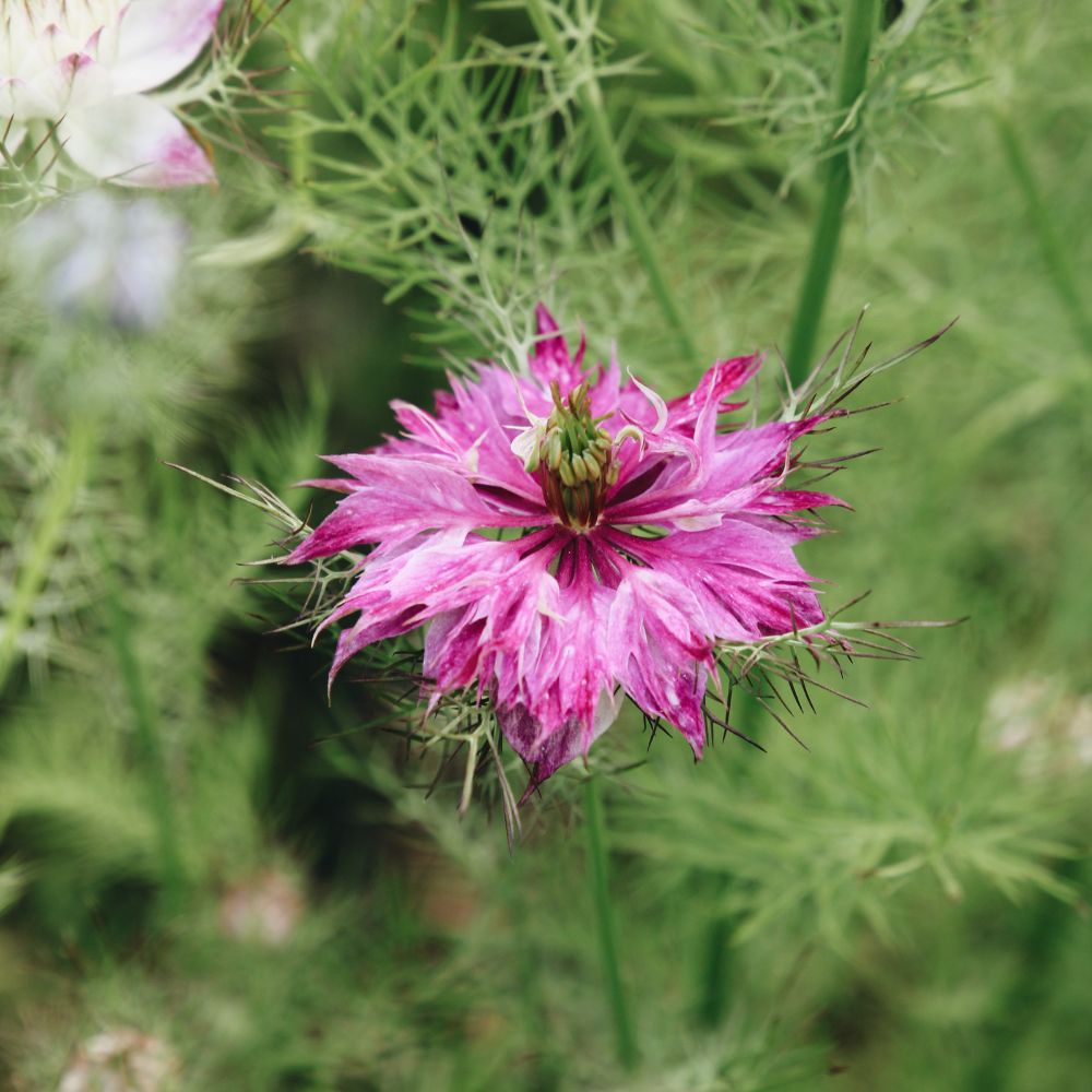 Nigella damascena ‘Miss Jekyll mix’ (juffertje in het groen) BIO