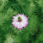 Nigella damascena ‘Miss Jekyll mix’ (juffertje in het groen) BIO