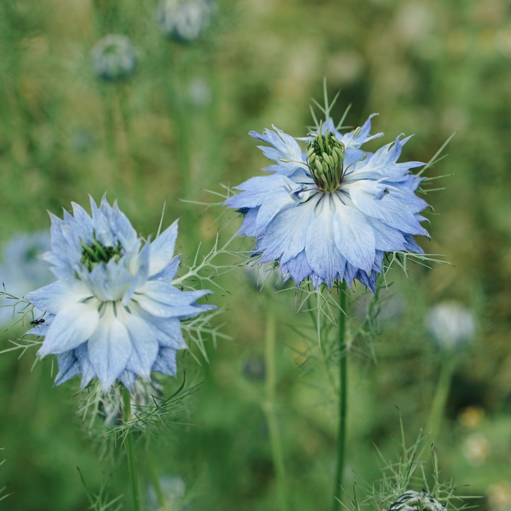 Nigella damascena ‘Miss Jekyll mix’ (juffertje in het groen) BIO