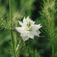 Nigella damascena ‘Miss Jekyll mix’ (juffertje in het groen) BIO