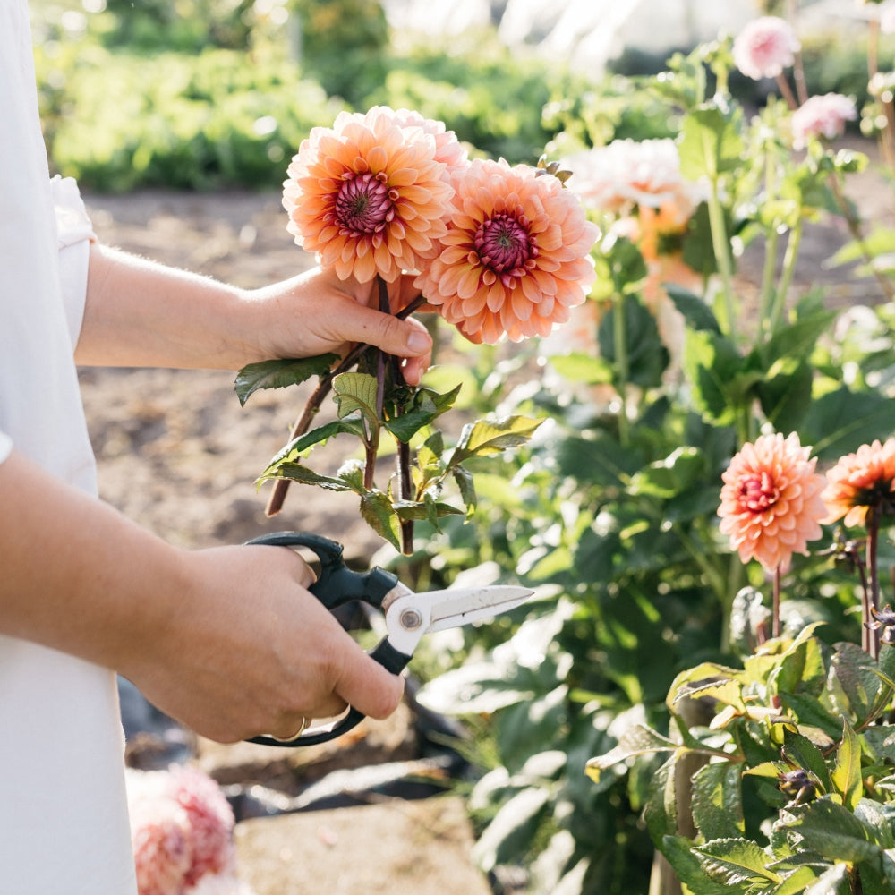 Niwaki sakagen bloemenschaar (+3 kleuren)