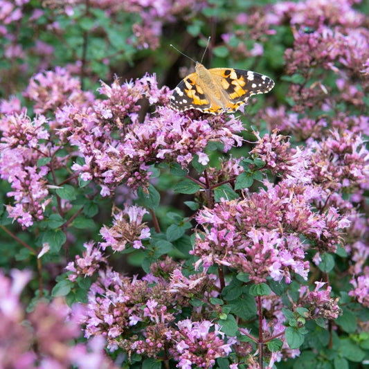 Origanum 'Rosenkuppel' (marjolein)