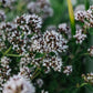 Origanum vulgare (wilde marjolein, zaden) BIO