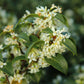 Osmanthus burkwoodii (schijnhulst)