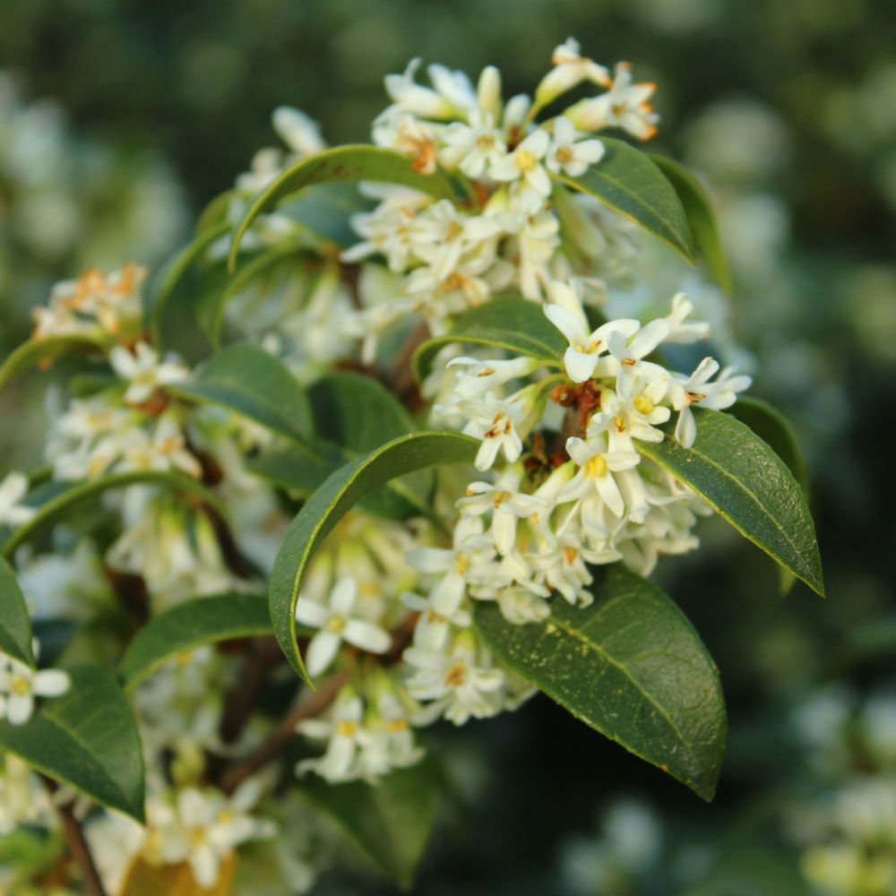 Osmanthus burkwoodii (schijnhulst)