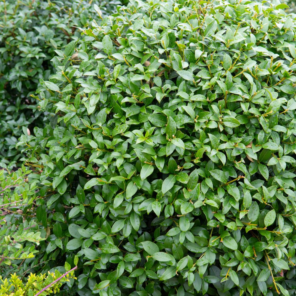 Osmanthus burkwoodii (schijnhulst)