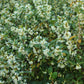 Osmanthus burkwoodii (schijnhulst)