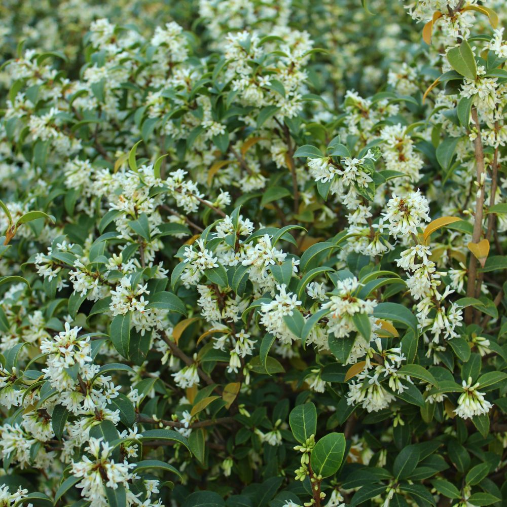 Osmanthus burkwoodii (schijnhulst)