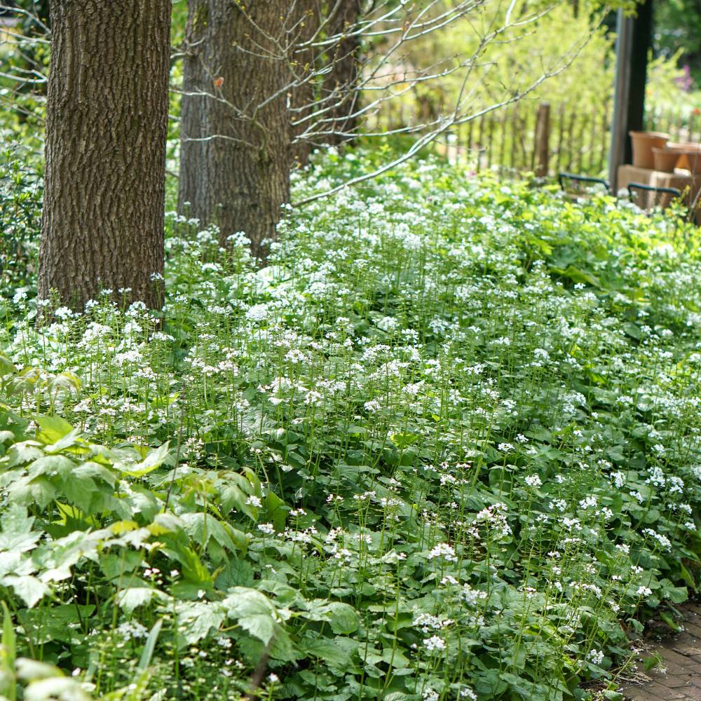 Pachyphragma macrophyllum (kaukasische look-zonder-look)