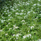 Pachyphragma macrophyllum (kaukasische look-zonder-look)