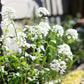 Pachyphragma macrophyllum (Kaukasische look-zonder-look)