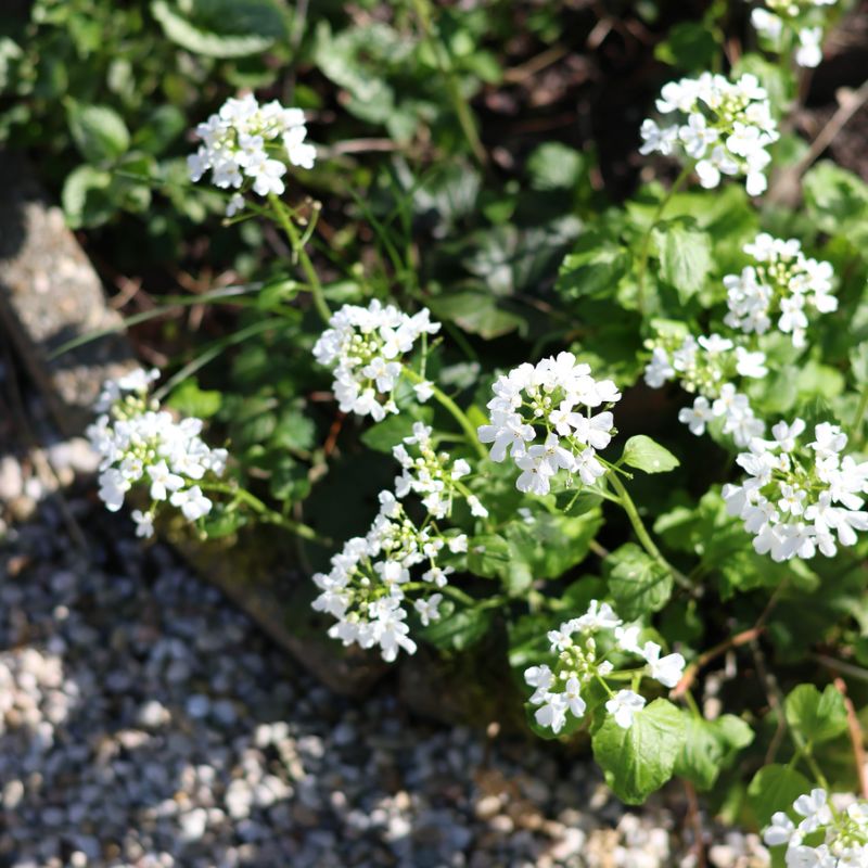 Pachyphragma macrophyllum (Kaukasische look-zonder-look)