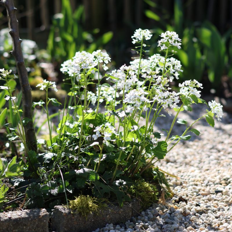 Pachyphragma macrophyllum (Kaukasische look-zonder-look)