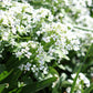 Pachyphragma macrophyllum (Kaukasische look-zonder-look)