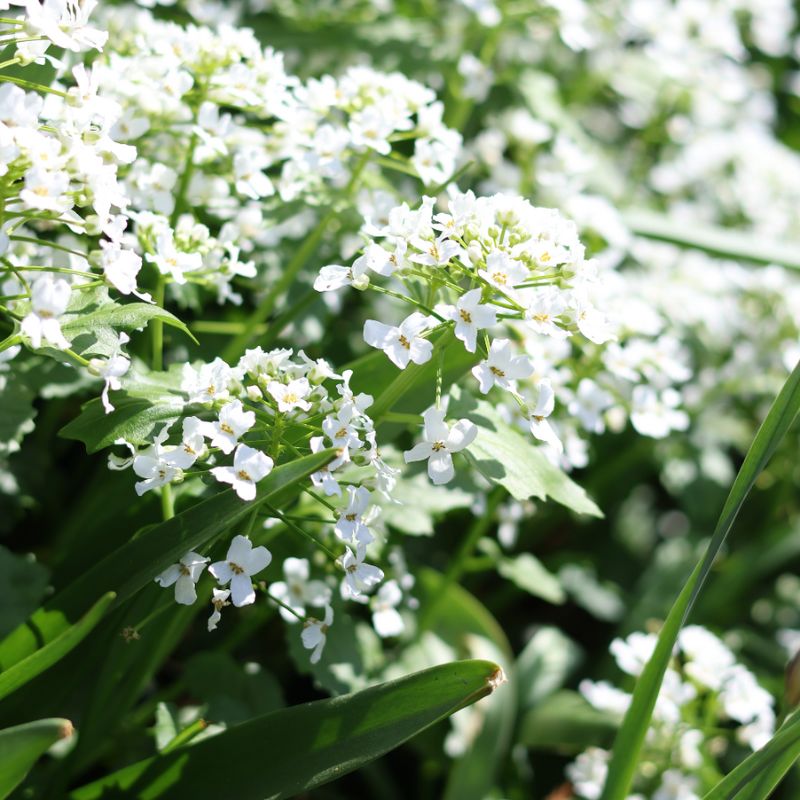 Pachyphragma macrophyllum (Kaukasische look-zonder-look)
