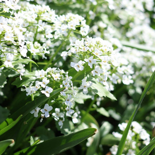 Pachyphragma macrophyllum (kaukasische look-zonder-look)