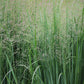 Panicum virgatum 'Cloud Nine' (vingergras)