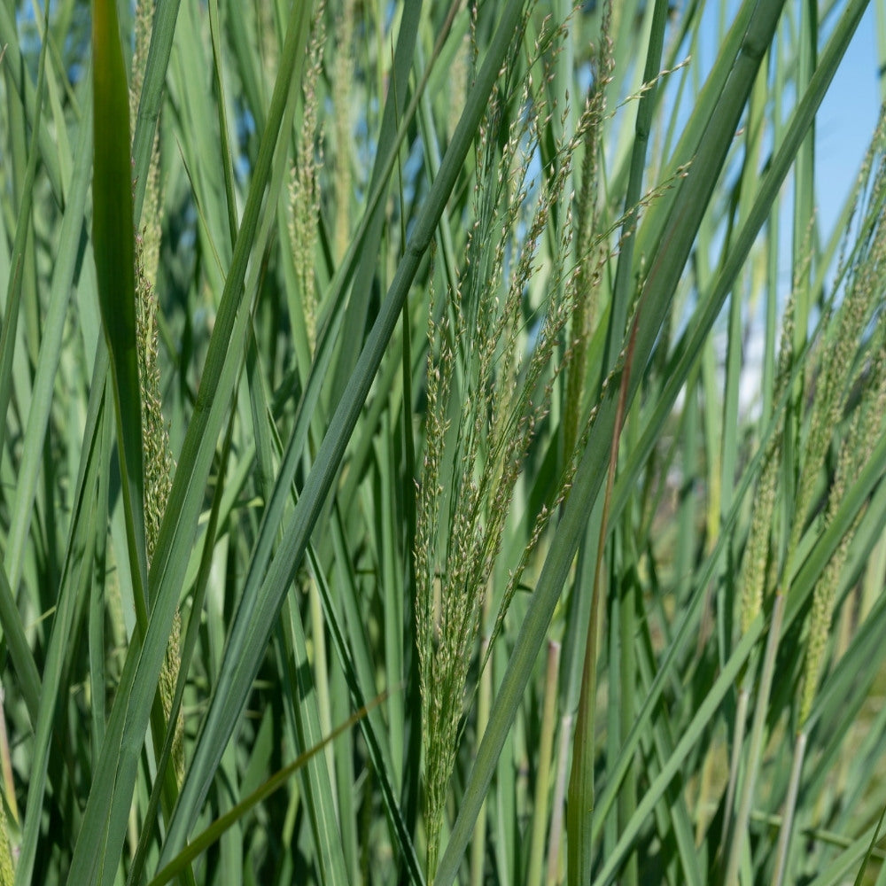 Panicum virgatum 'Cloud Nine' (vingergras)