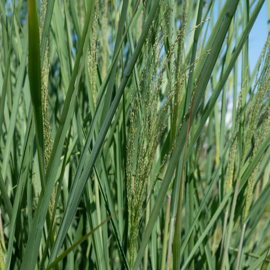 Panicum virgatum 'Cloud Nine' (vingergras)