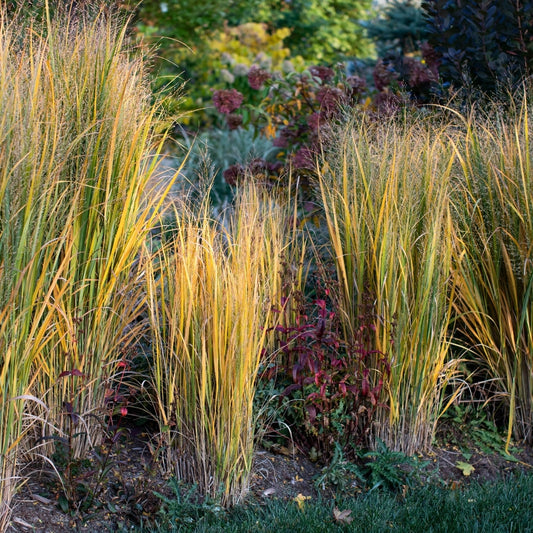 Panicum virgatum 'Heavy Metal' (vingergras)