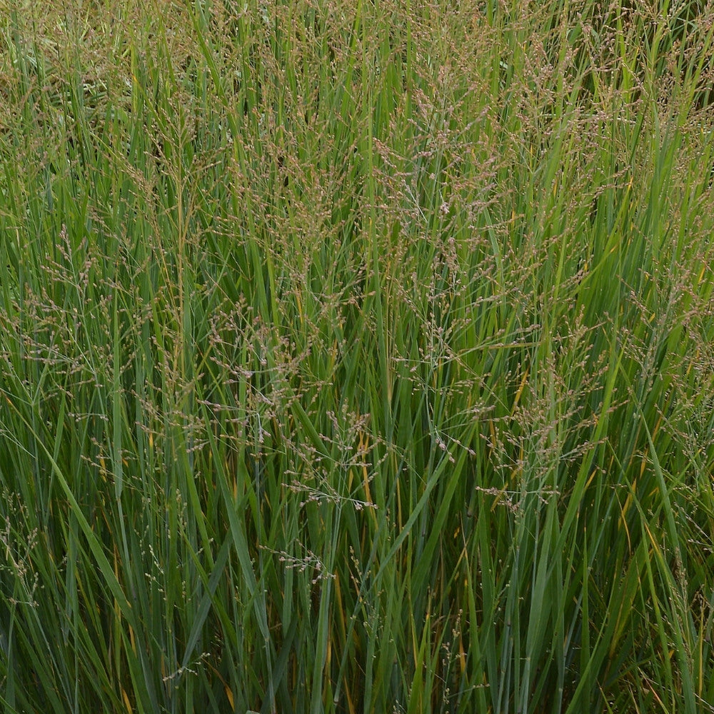 Panicum virgatum 'Prairie Sky' (vingergras) BIO