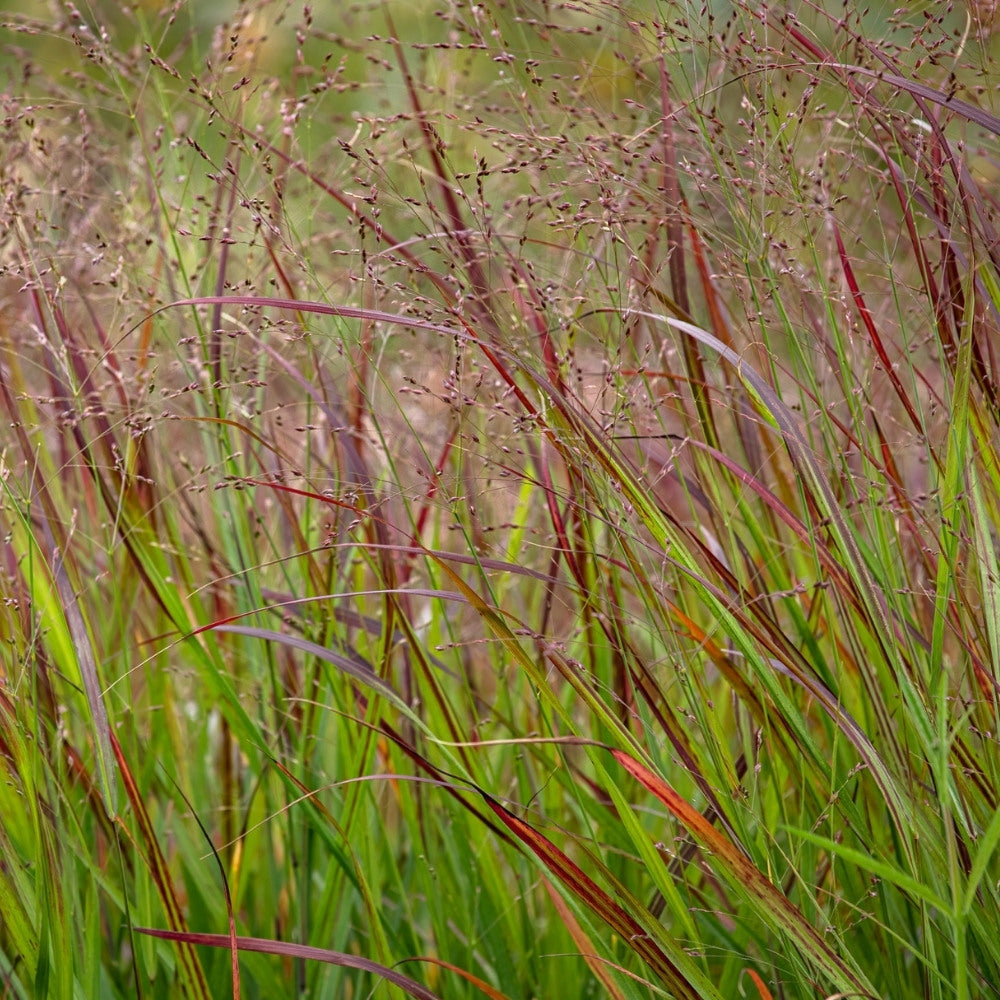 Panicum virgatum 'Shenandoah' (vingergras) BIO