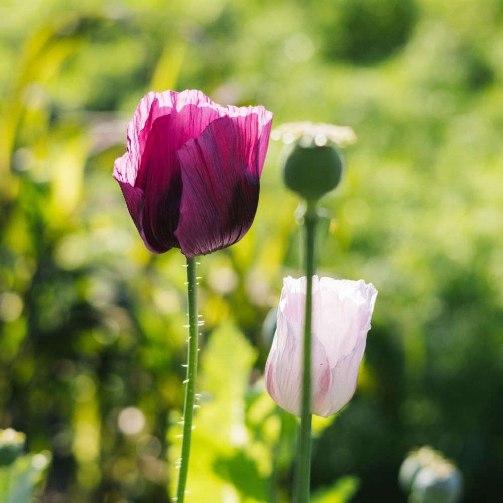 Papaver somniferum ‘Lauren’s Grape’ (slaapbol)