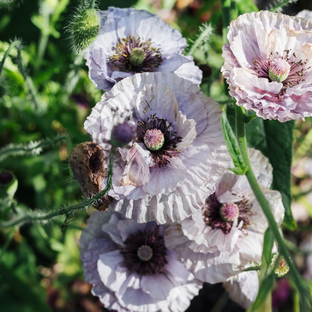 Papaver rhoeas ‘Amazing Grey’ (klaproos)