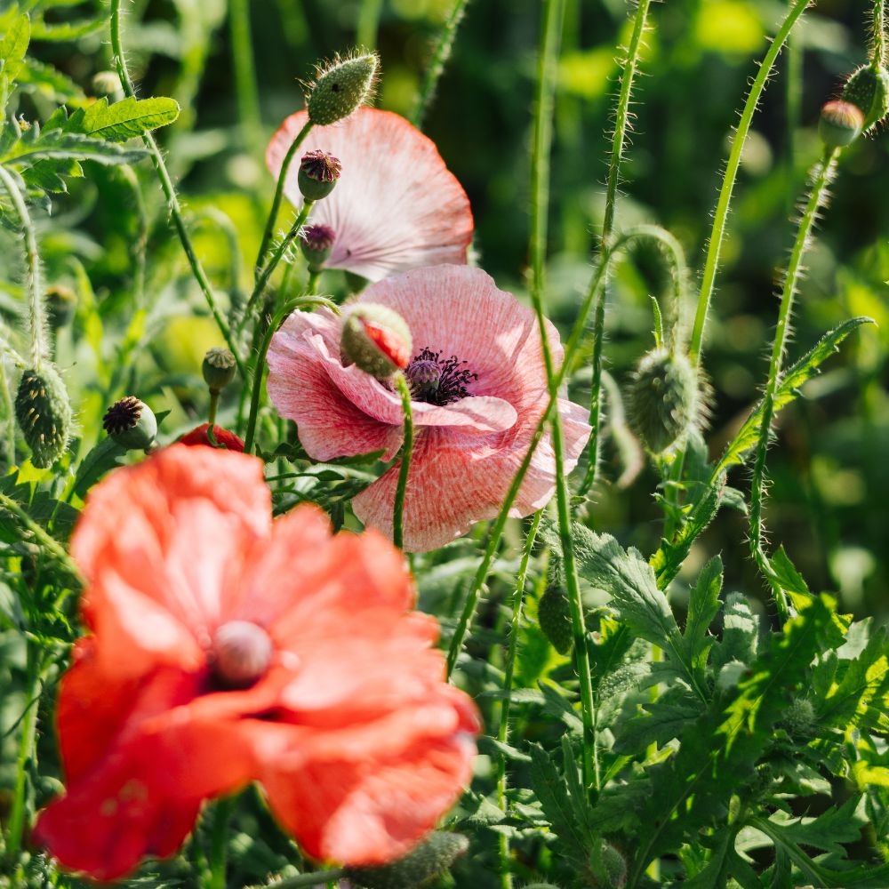 Papaver rhoeas ‘Dawn Chorus’ (grote klaproos)