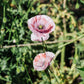 Papaver rhoeas ‘Mother of Pearl’ (klaproos)